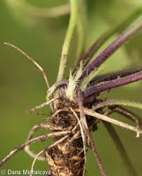 Attēlu rezultāti vaicājumam “Viola collina leaf”