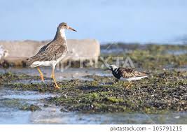 Attēlu rezultāti vaicājumam “Arenaria interpres”