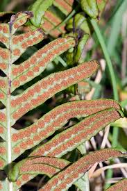 Attēlu rezultāti vaicājumam “Polypodium vulgare”