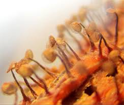 Attēlu rezultāti vaicājumam “Cribraria aurantiaca stalked”