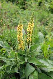 Attēlu rezultāti vaicājumam “Verbascum densiflorum leaf”