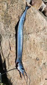 Image result for Belone belone