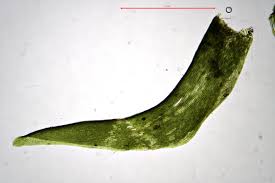 Attēlu rezultāti vaicājumam “Dichodontium pellucidum”