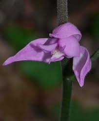 Attēlu rezultāti vaicājumam “Cephalanthera rubra bud”