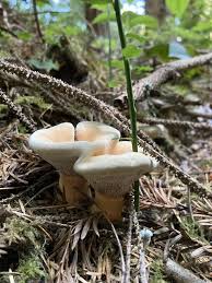 Attēlu rezultāti vaicājumam “Hydnellum aurantiacum”