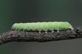 Attēlu rezultāti vaicājumam “Orthosia cerasi”