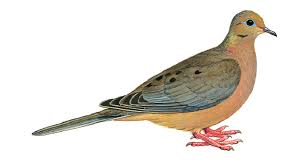 Image result for Zenaida macroura