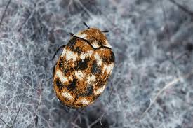 Attēlu rezultāti vaicājumam “Anthrenus sp. imago”