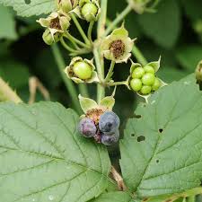 Attēlu rezultāti vaicājumam “Rubus caesius fruit”