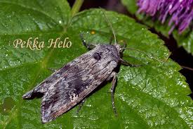 Attēlu rezultāti vaicājumam “Lithomoia solidaginis”