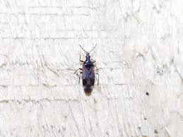 Attēlu rezultāti vaicājumam “Anthocoris nemorum”