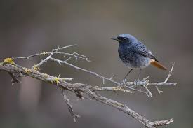 Attēlu rezultāti vaicājumam “Phoenicurus ochruros”