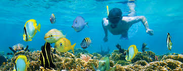 Image result for East Snorkellers