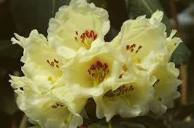 Attēlu rezultāti vaicājumam “Rhododendron sichotense flower”