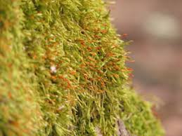 Attēlu rezultāti vaicājumam “Hypnum cupressiforme var. subjulacum”