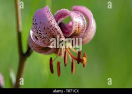 Attēlu rezultāti vaicājumam “Lilium martagon fruit”