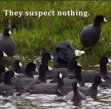 Image result for Golborne Badminton Club