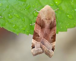 Attēlu rezultāti vaicājumam “Noctua fimbriata imago”