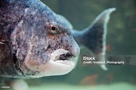 Image result for Cymatoceps nasutus