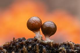 Attēlu rezultāti vaicājumam “Hemitrichia decipiens spores”