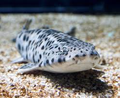 Image result for Scyliorhinus stellaris