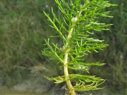 Attēlu rezultāti vaicājumam “Myriophyllum alterniflorum leaf”