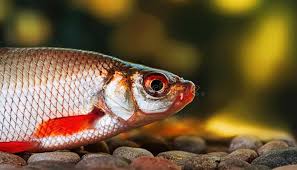 Image result for Rutilus rutilus