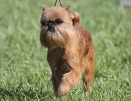 Image result for brüsseler giffon