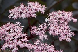 Attēlu rezultāti vaicājumam “Sambucus nigra flower”
