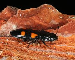 Attēlu rezultāti vaicājumam “Glischrochilus quadripunctatus”