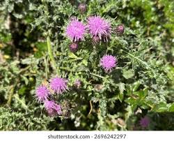 Attēlu rezultāti vaicājumam “Cirsium acaule fruit”