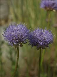 Attēlu rezultāti vaicājumam “Jasione montana”