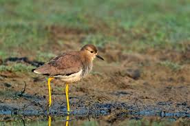 Image result for Vanellus leucurus