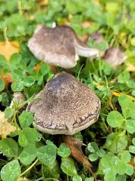 Attēlu rezultāti vaicājumam “Tricholoma sp.”