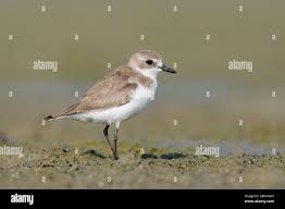 Image result for Charadrius mongolus