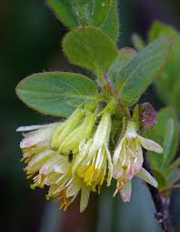 Attēlu rezultāti vaicājumam “Lonicera caerulea var. pallasii flower”