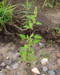 Attēlu rezultāti vaicājumam “Chenopodium acerifolium”