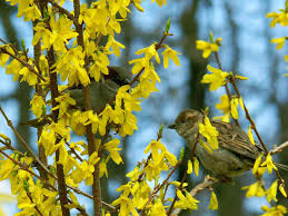 Attēlu rezultāti vaicājumam “Forsythia suspensa flower”