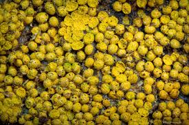 Attēlu rezultāti vaicājumam “Diderma subincarnatum”