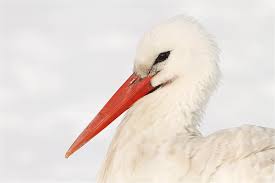 Attēlu rezultāti vaicājumam “Ciconia ciconia”