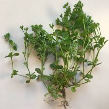 Attēlu rezultāti vaicājumam “Drepanocladus aduncus var. polycarpon”