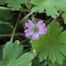 Attēlu rezultāti vaicājumam “Geranium molle flower”