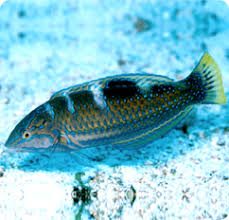 Image result for Halichoeres radiatus