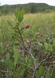 Attēlu rezultāti vaicājumam “Salix myrtilloides”