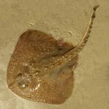 Image result for Amblyraja radiata