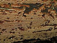 Attēlu rezultāti vaicājumam “Junghuhnia collabens”