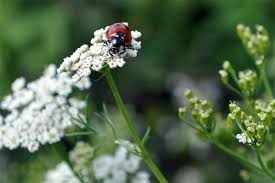 Image result for Kümmel