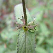 Attēlu rezultāti vaicājumam “Stachys palustris bud”