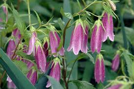 Image result for Campanula affinis
