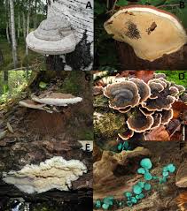 Attēlu rezultāti vaicājumam “Xylita laevigata”